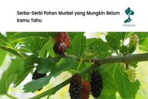 Manfaat Tanaman Murbei