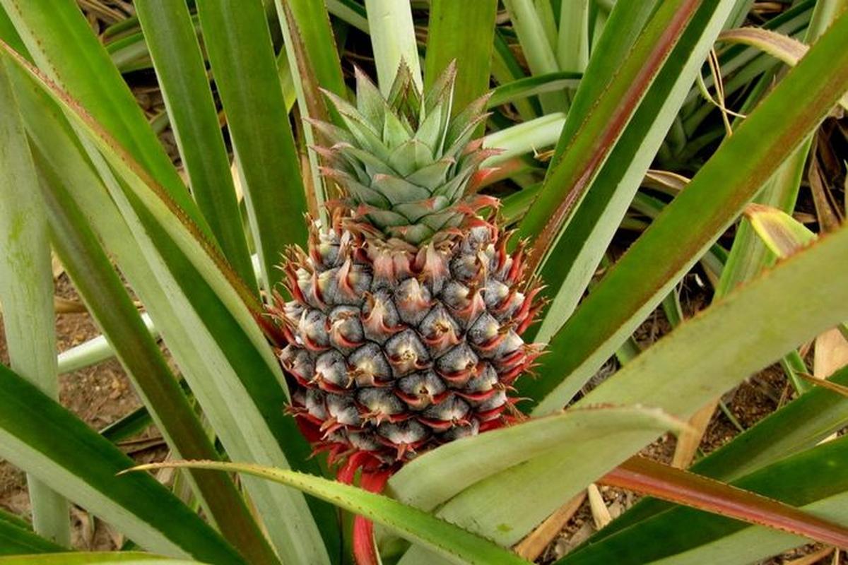 Manfaat Tanaman Nanas