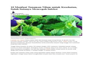Manfaat Tanaman Nilam Untuk Kesehatan