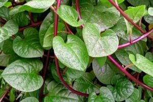 Manfaat Tanaman Obat Daun Binahong