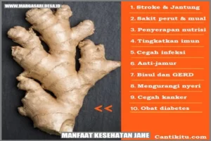 Manfaat Tanaman Obat Jahe