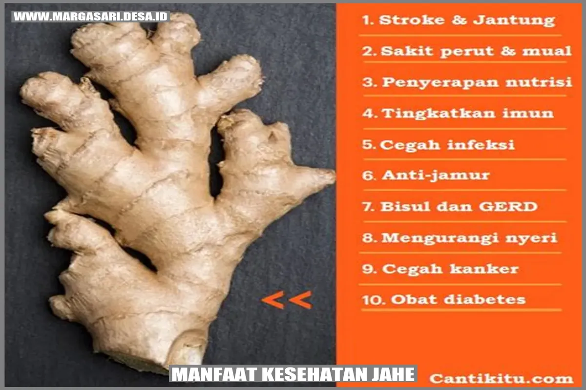 Manfaat Tanaman Obat Jahe