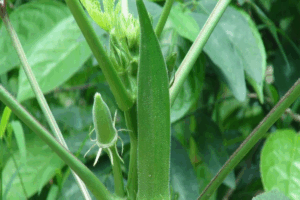 Manfaat Tanaman Okra Hijau