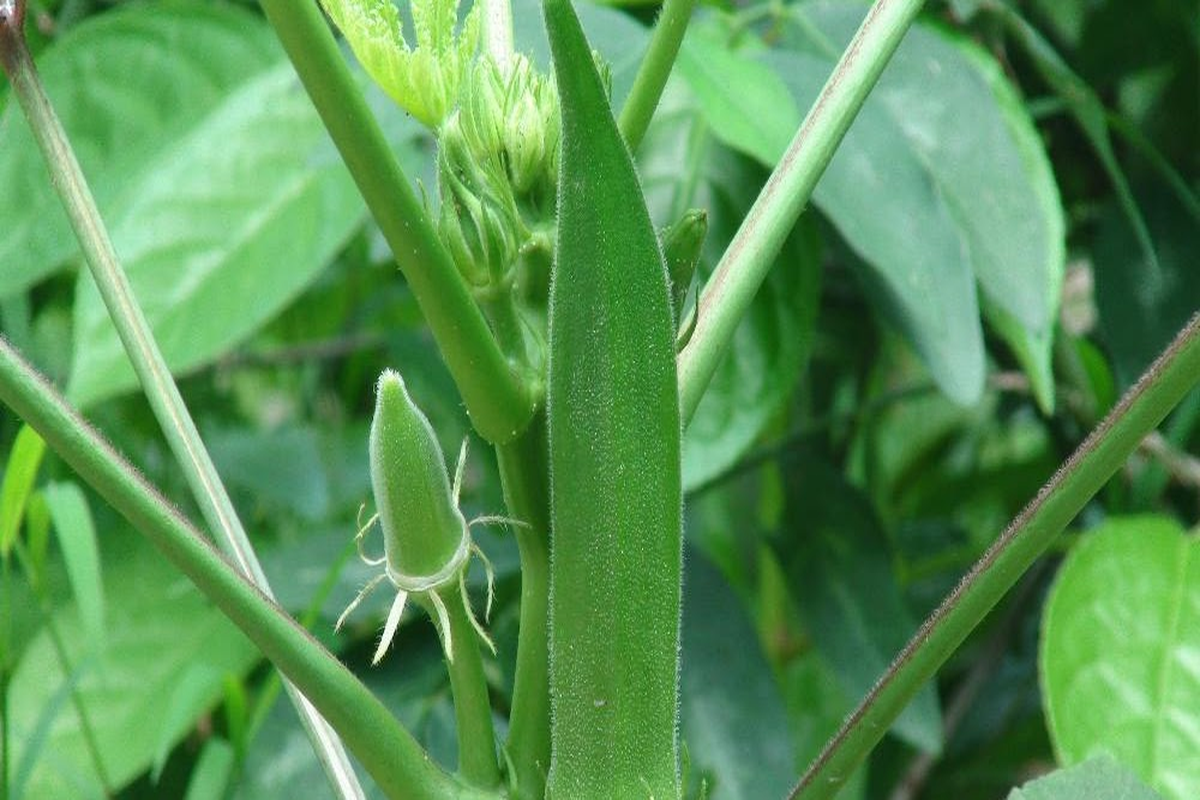 Manfaat Tanaman Okra Hijau