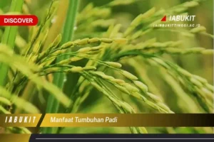 Manfaat Tanaman Padi