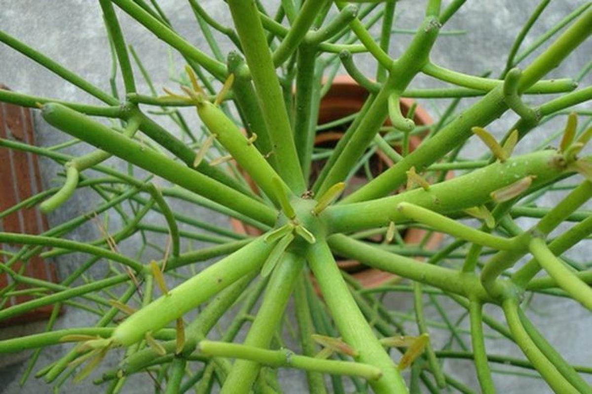 Manfaat Tanaman Patah Tulang