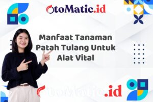 Manfaat Tanaman Patah Tulang Untuk Alat Vital