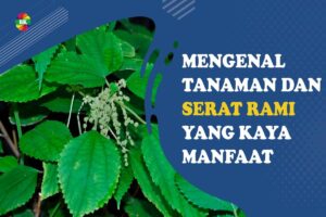Manfaat Tanaman Rami