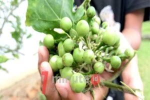 Manfaat Tanaman Rimbang