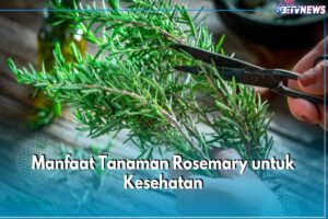 Manfaat Tanaman Rosemary