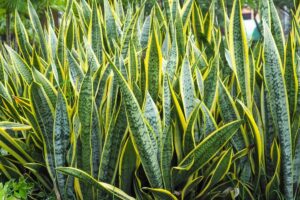Manfaat Tanaman Sansevieria