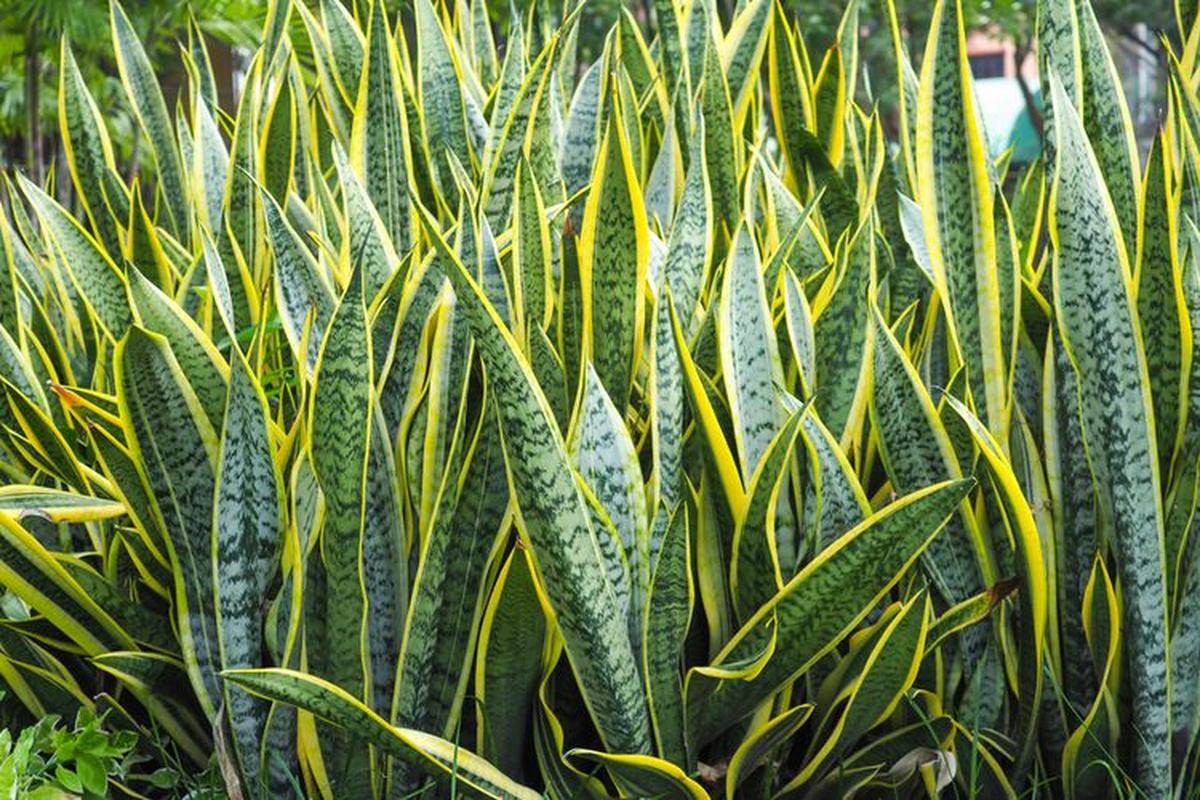 Manfaat Tanaman Sansevieria