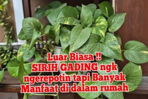 Manfaat Tanaman Sirih Gading