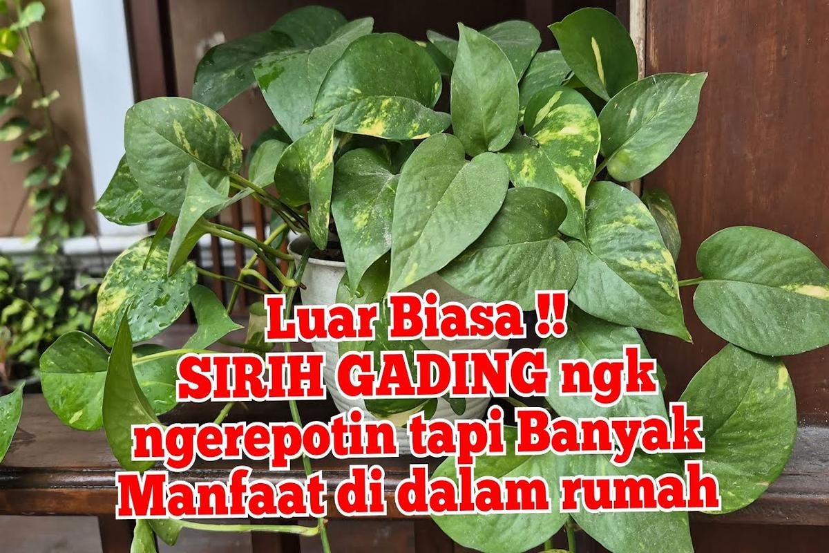 Manfaat Tanaman Sirih Gading