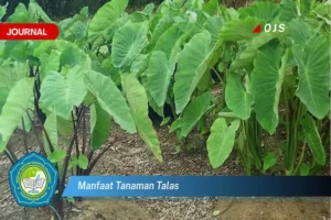 Manfaat Tanaman Talas