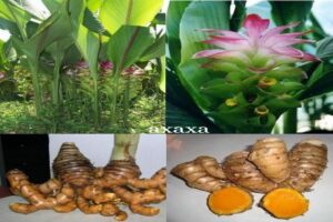 Manfaat Tanaman Temulawak