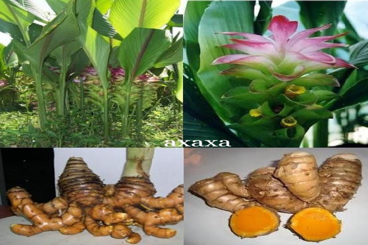 Manfaat Tanaman Temulawak