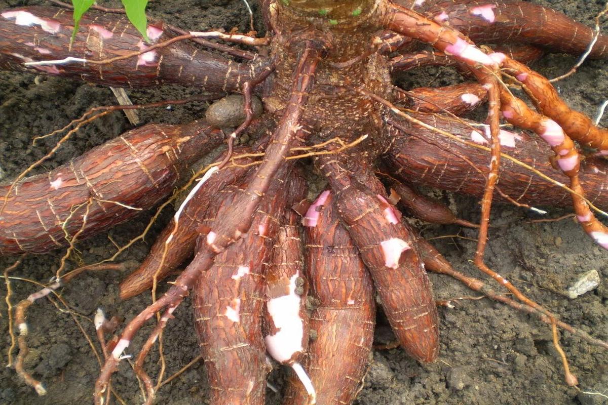 Manfaat Tanaman Ubi Kayu