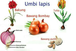 Manfaat Tanaman Umbi