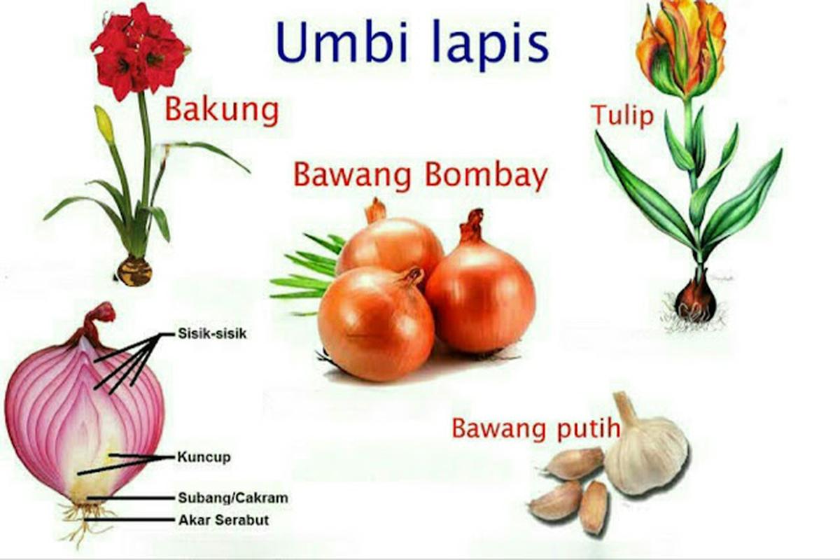 Manfaat Tanaman Umbi