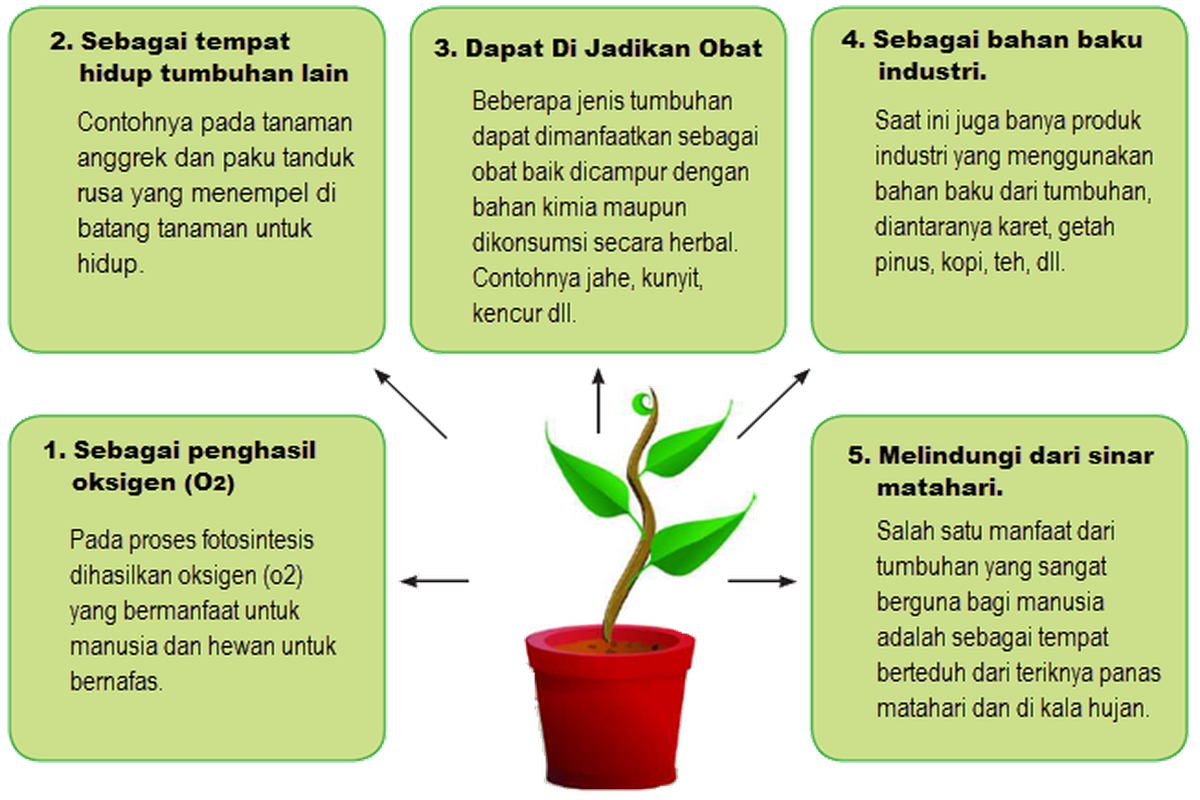 Manfaat Tanaman Untuk Manusia
