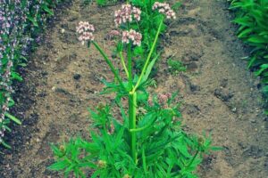 Manfaat Tanaman Valerian
