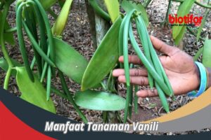 Manfaat Tanaman Vanili
