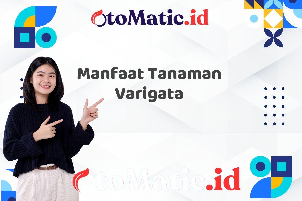 Manfaat Tanaman Varigata