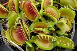Manfaat Tanaman Venus Flytrap