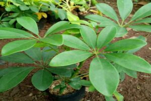 Manfaat Tanaman Walisongo Hijau