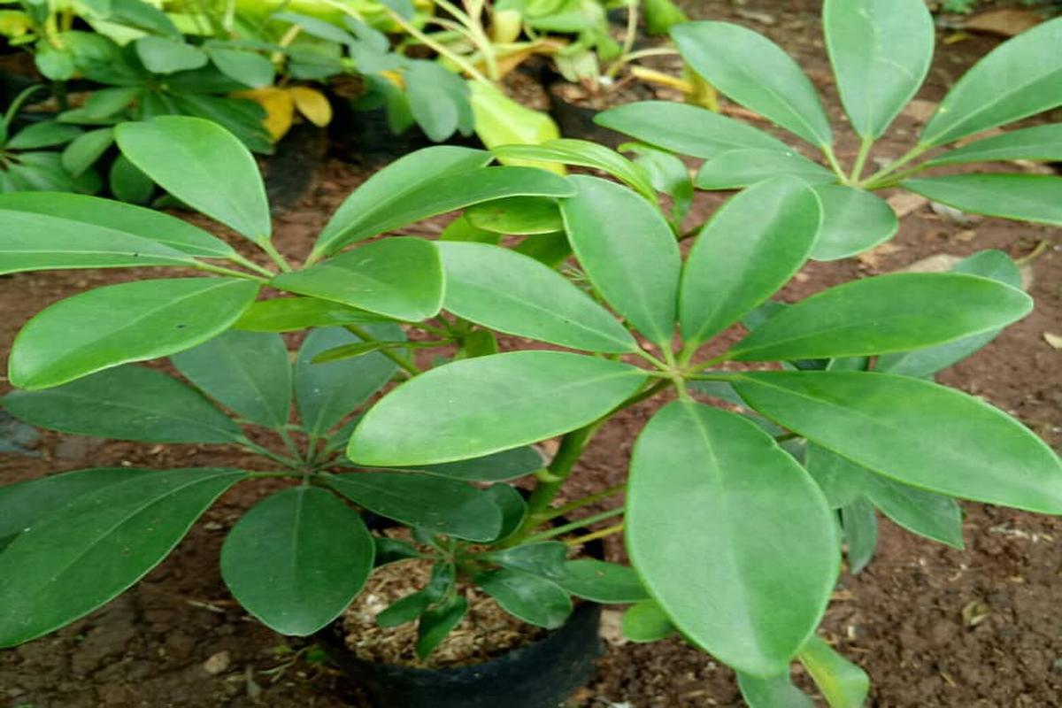 Manfaat Tanaman Walisongo Hijau