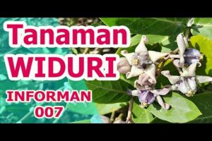 Manfaat Tanaman Widuri