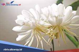 Manfaat Tanaman Wijaya Kusuma