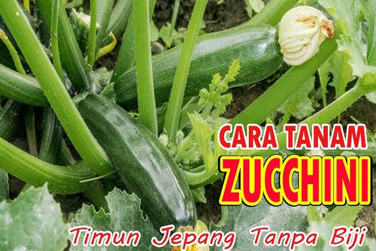 Manfaat Tanaman Zucchini