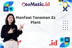Manfaat Tanaman Zz Plant