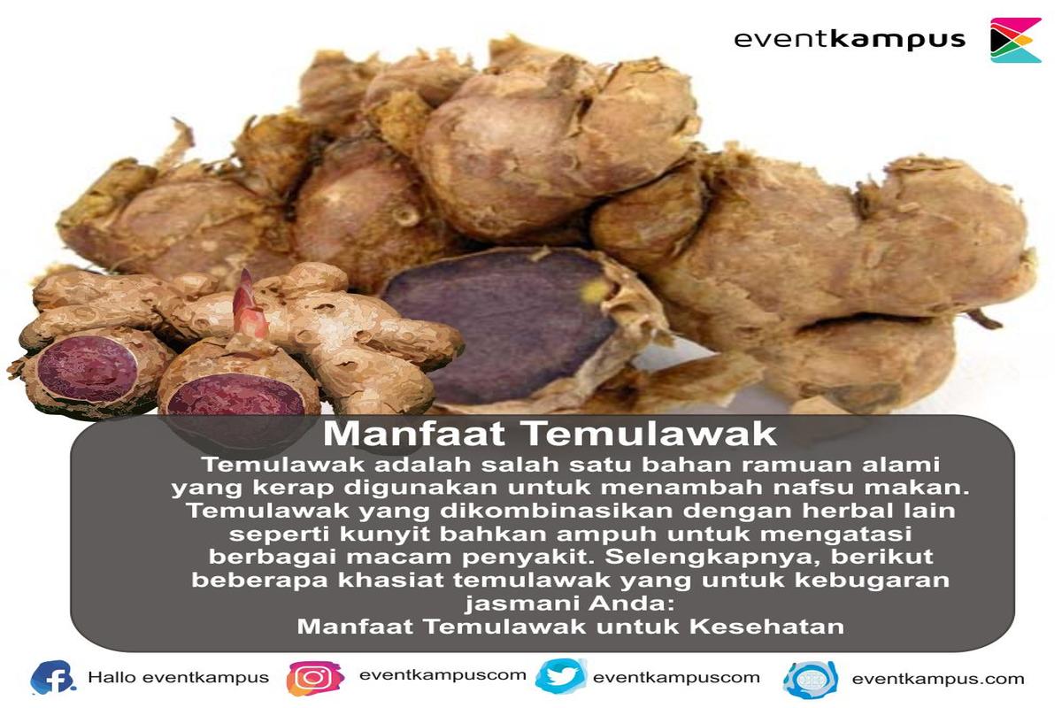Manfaat Temulawak