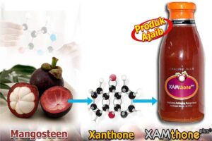 Manfaat Xamthone